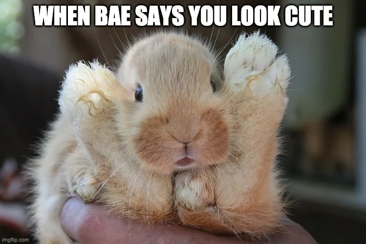 A small, fluffy, light-brown bunny is being held in a person's hand, with its front paws raised in a gesture resembling a…