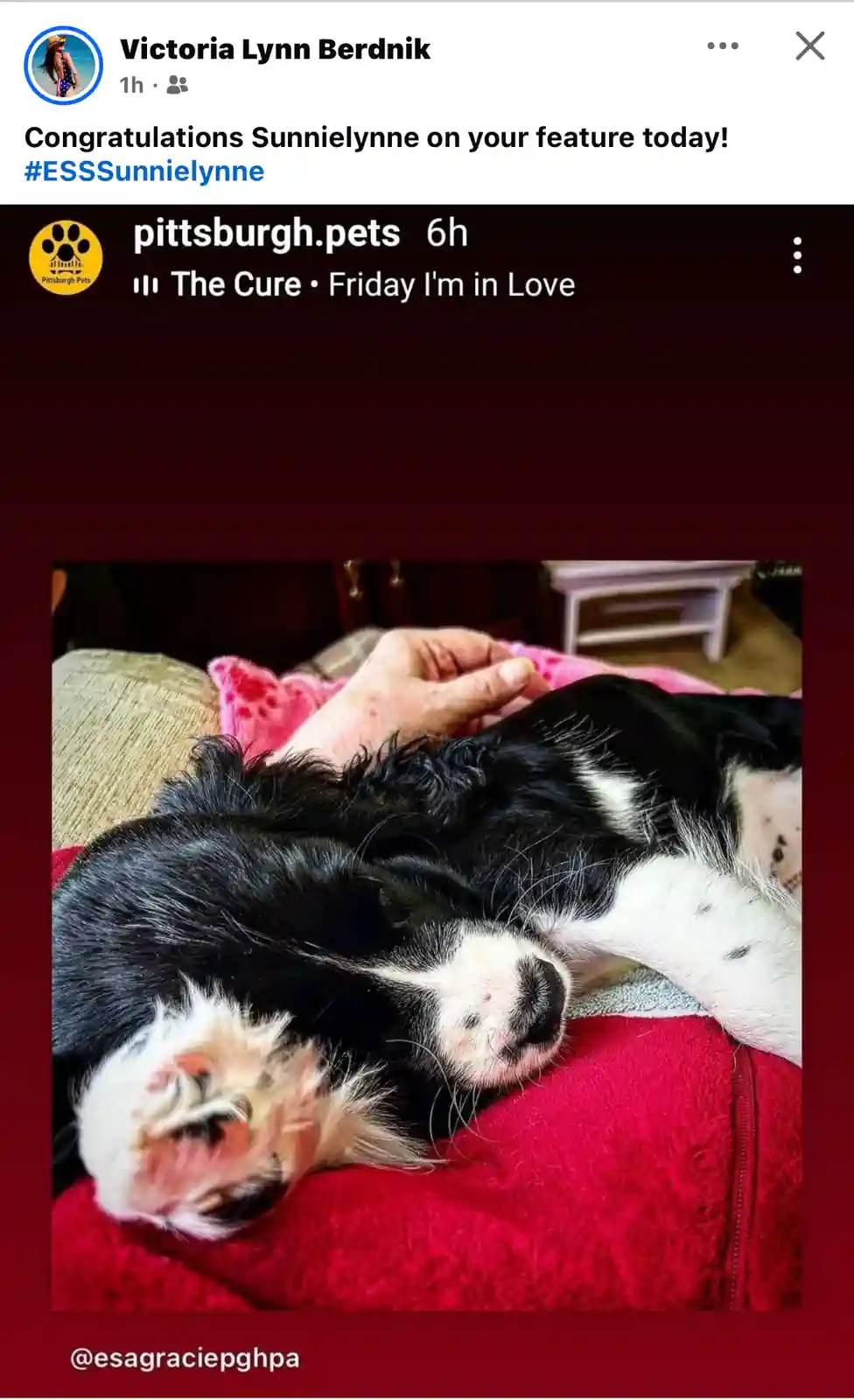 A screenshot of a social media post shows a black and white dog sleeping peacefully on a red blanket while a person's hand…