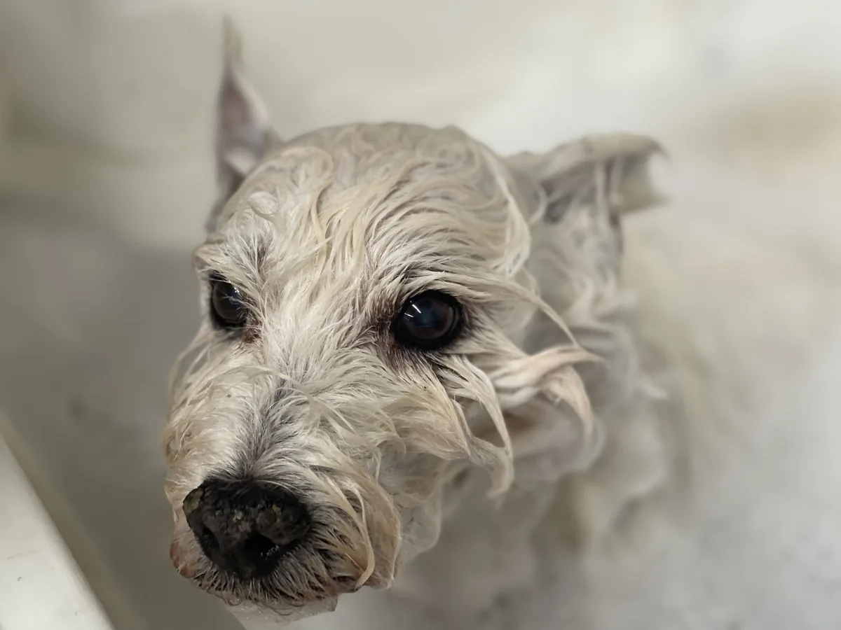 A close-up photo of a wet, white, scruffy dog with matted fur looking directly at the camera with large, expressive eyes…