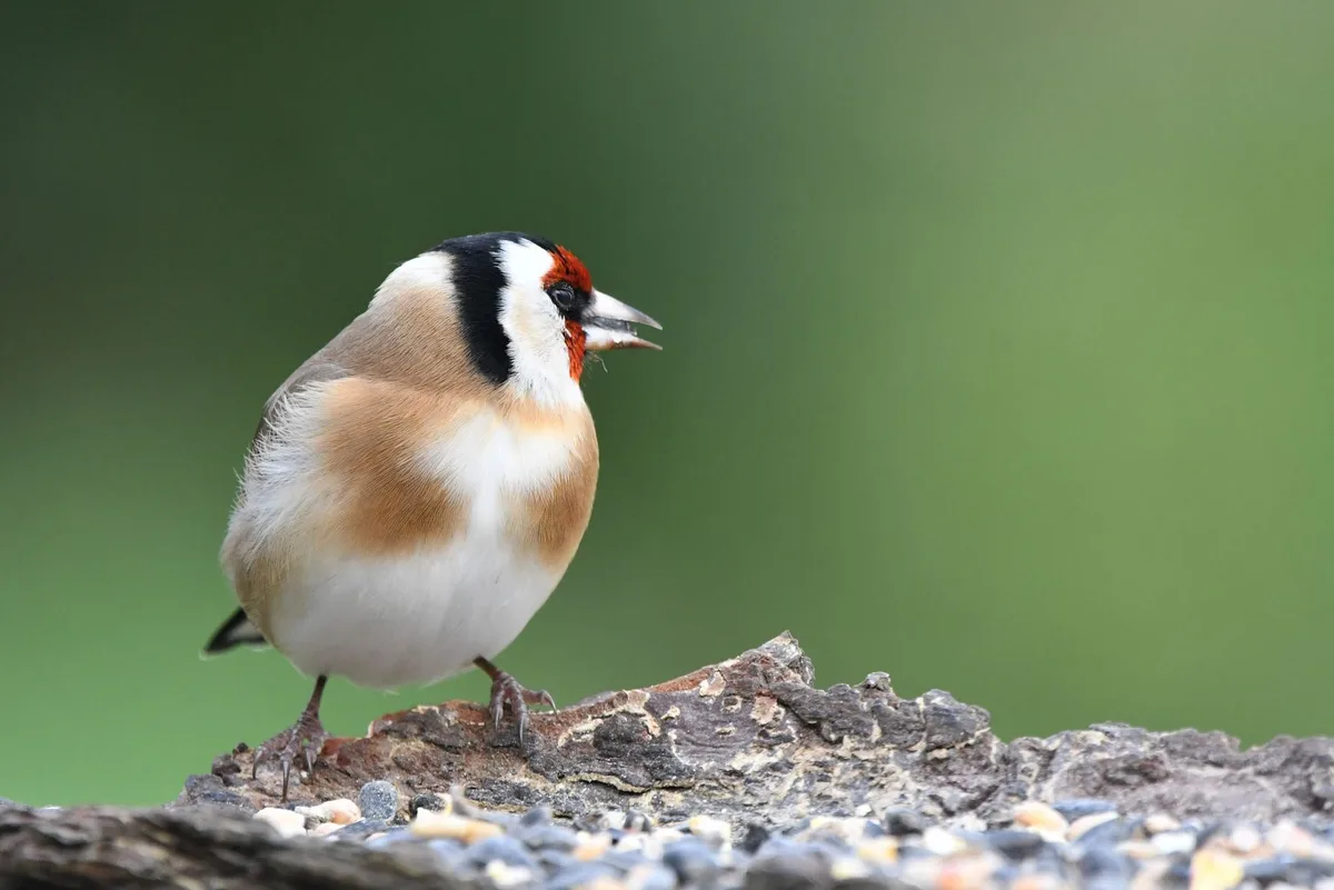A goldfinch with black, white, and red head markings and tan-and-white body stands on a rough wooden surface covered in…