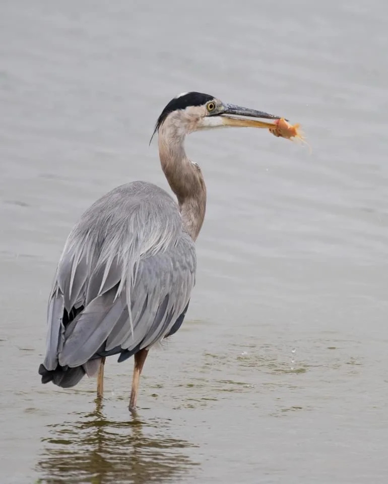 A great blue heron stands in shallow water holding a small orange fish in its beak. The fish is clearly a goldfish, and the…
