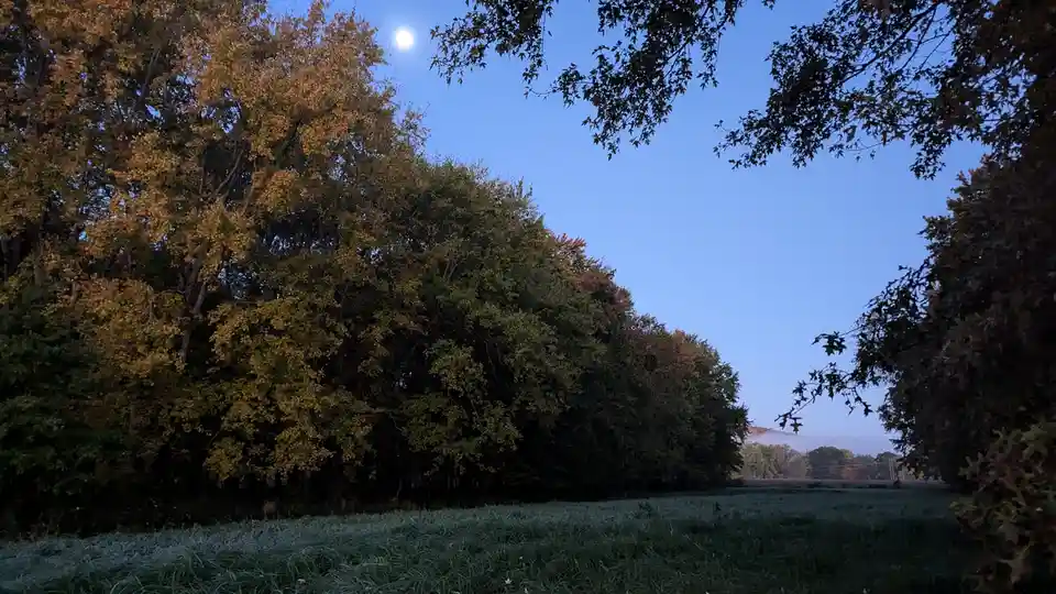 A serene autumn landscape at dawn or dusk, featuring a field of dew-covered grass framed by trees with golden and green…