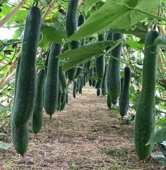 A long row of green cucumbers hanging from vines in a garden, with dirt path between them. Overlaid text reads: 'i'm not…