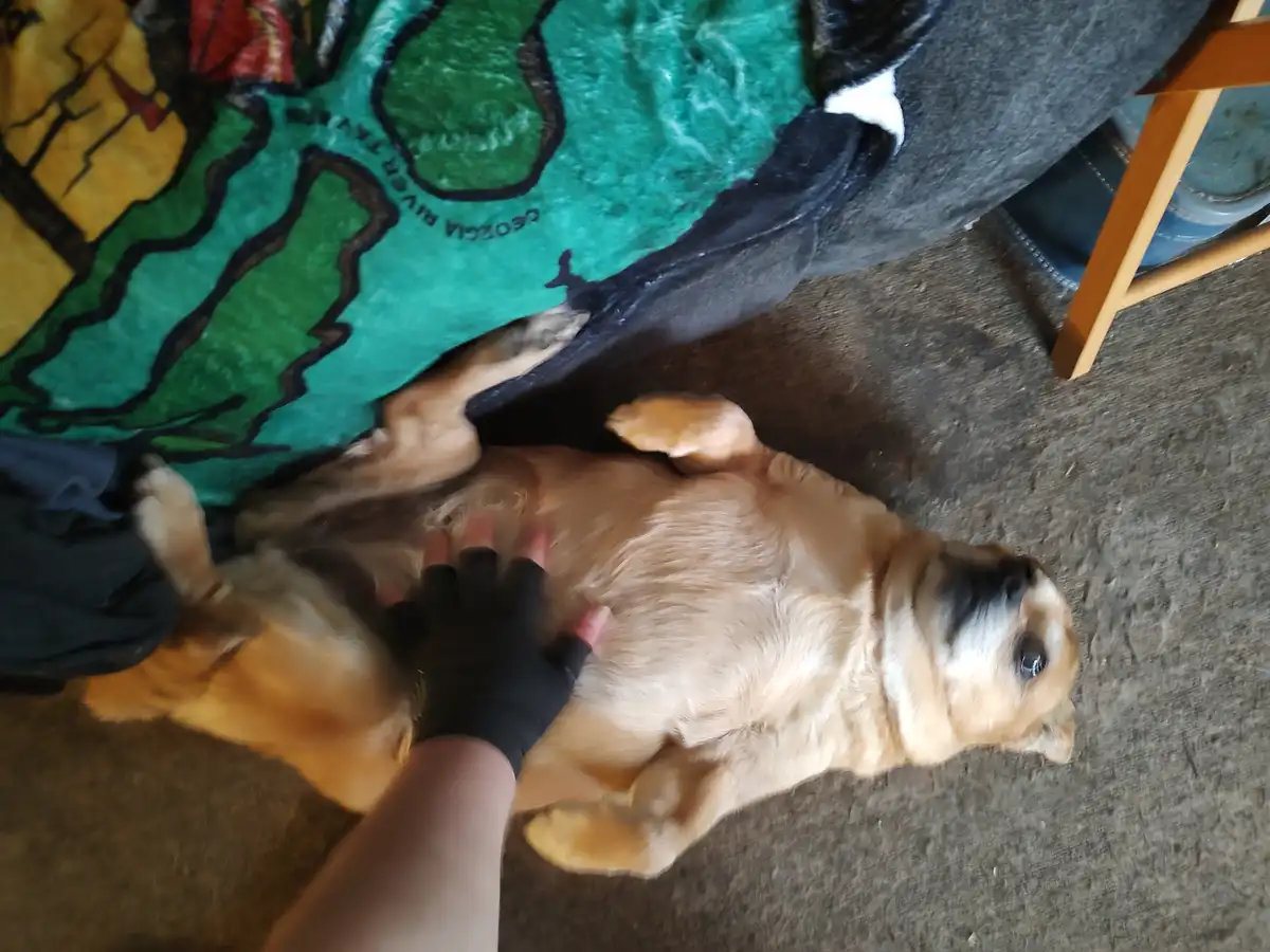 Gentle Tummy Rubs for Our Beloved Senior Pup
