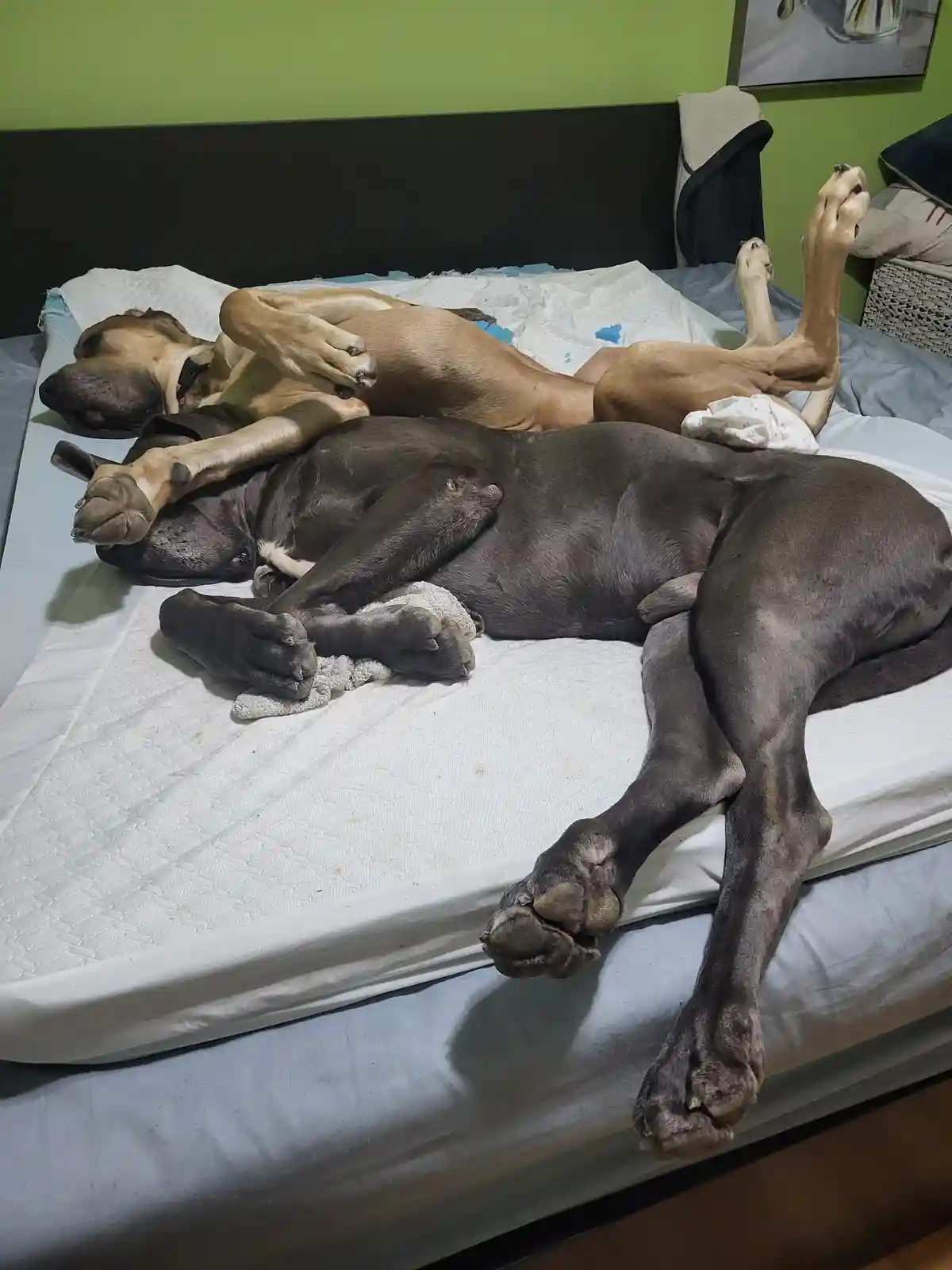 Two large dogs, one fawn and one dark grey, are sleeping soundly on a bed with a white mattress pad. Both dogs are lying on…