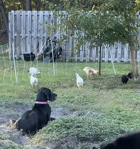 A black dog with a pink collar sits calmly in a grassy yard, looking toward several chickens foraging nearby. The chickens…