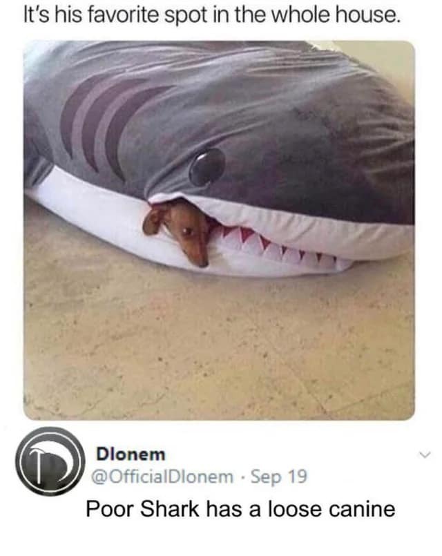 When You Really Need to Take a Shark to the Dentist