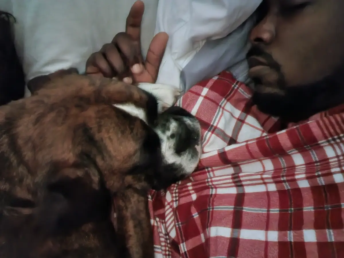 A person is lying in bed under a red and white plaid blanket, partially covered by a white pillow, with a brindle dog…