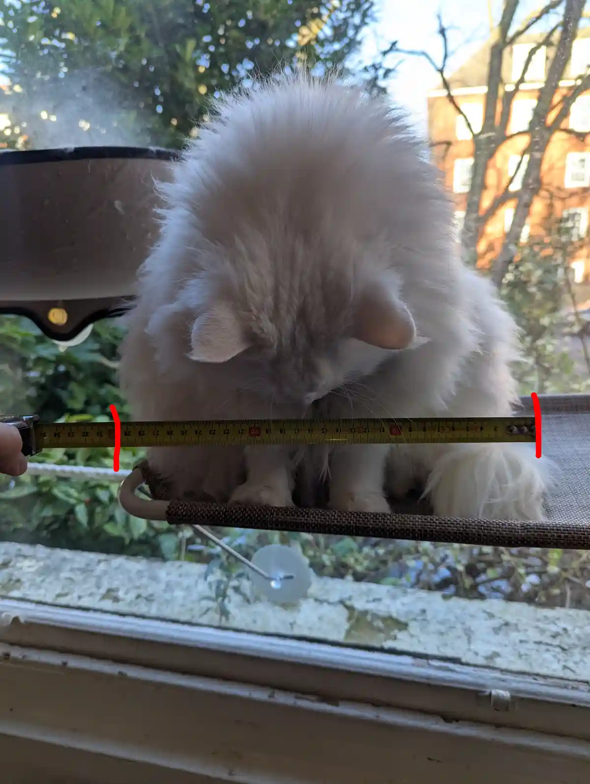 A fluffy white cat sits on a window ledge with a yellow measuring tape held horizontally across its body, showing a…