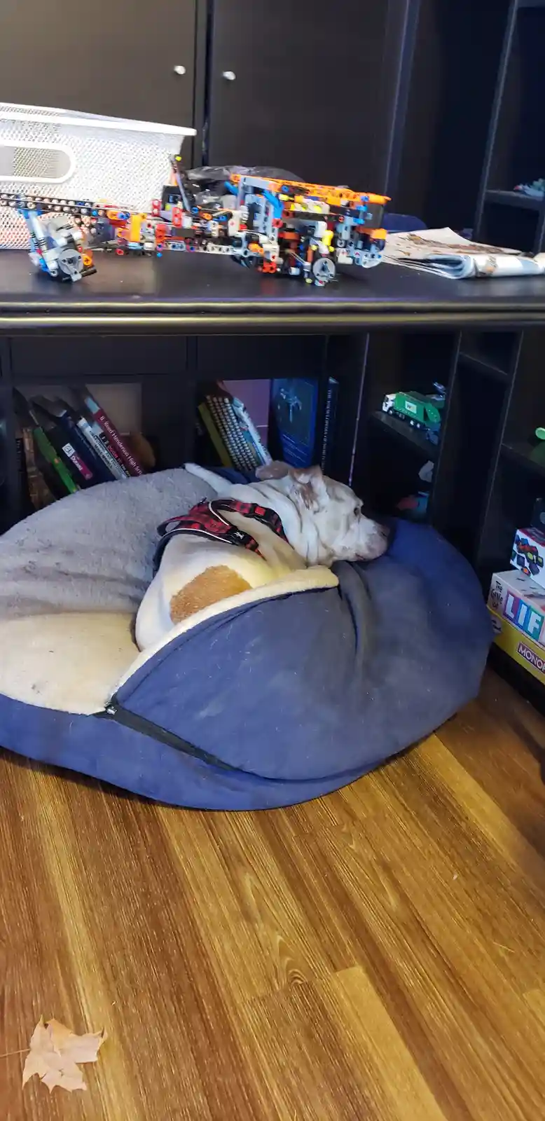 A white dog with a brown patch lies asleep in a blue and gray dog bed under a desk. On the desk above, a large, complex LEGO…