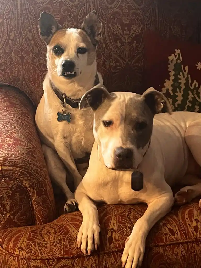 Two dogs sit on a red paisley-patterned couch; the dog in front has a dark tag and looks relaxed, while the dog behind has a…
