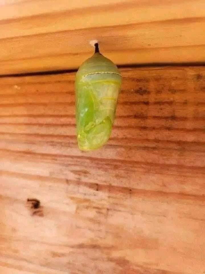 A translucent green chrysalis hangs from a wooden surface, its form suggesting a butterfly inside. The overlaid text reads…