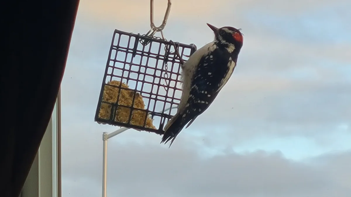 A male hairy woodpecker with a red crown and black-and-white plumage is perched vertically on the side of a square…