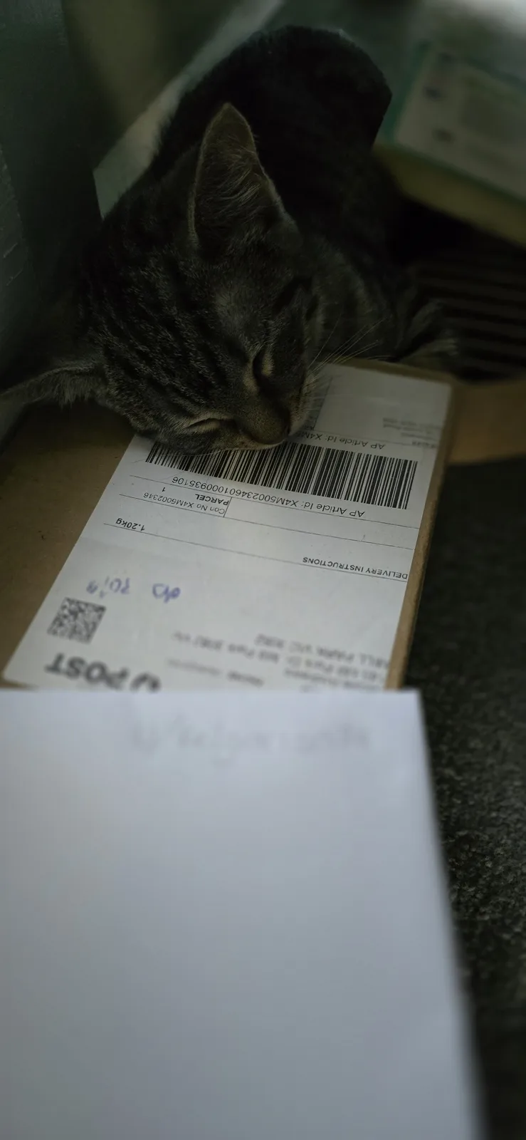 A gray tabby cat is sleeping with its head resting on a cardboard parcel labeled 'POST' with a barcode and shipping details…