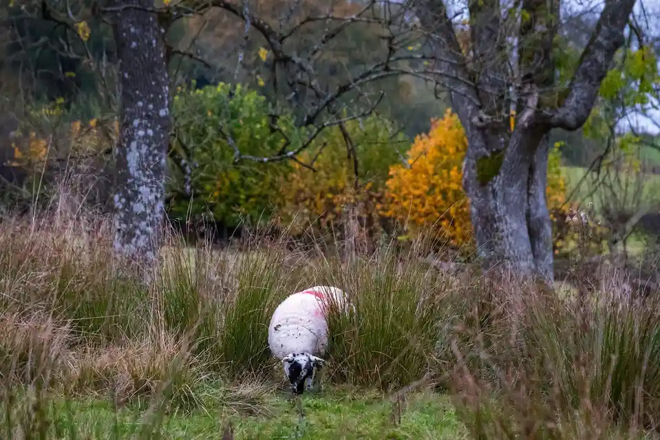 A white sheep with a black face and a red stripe on its back is grazing in tall grass between two trees in an autumnal…