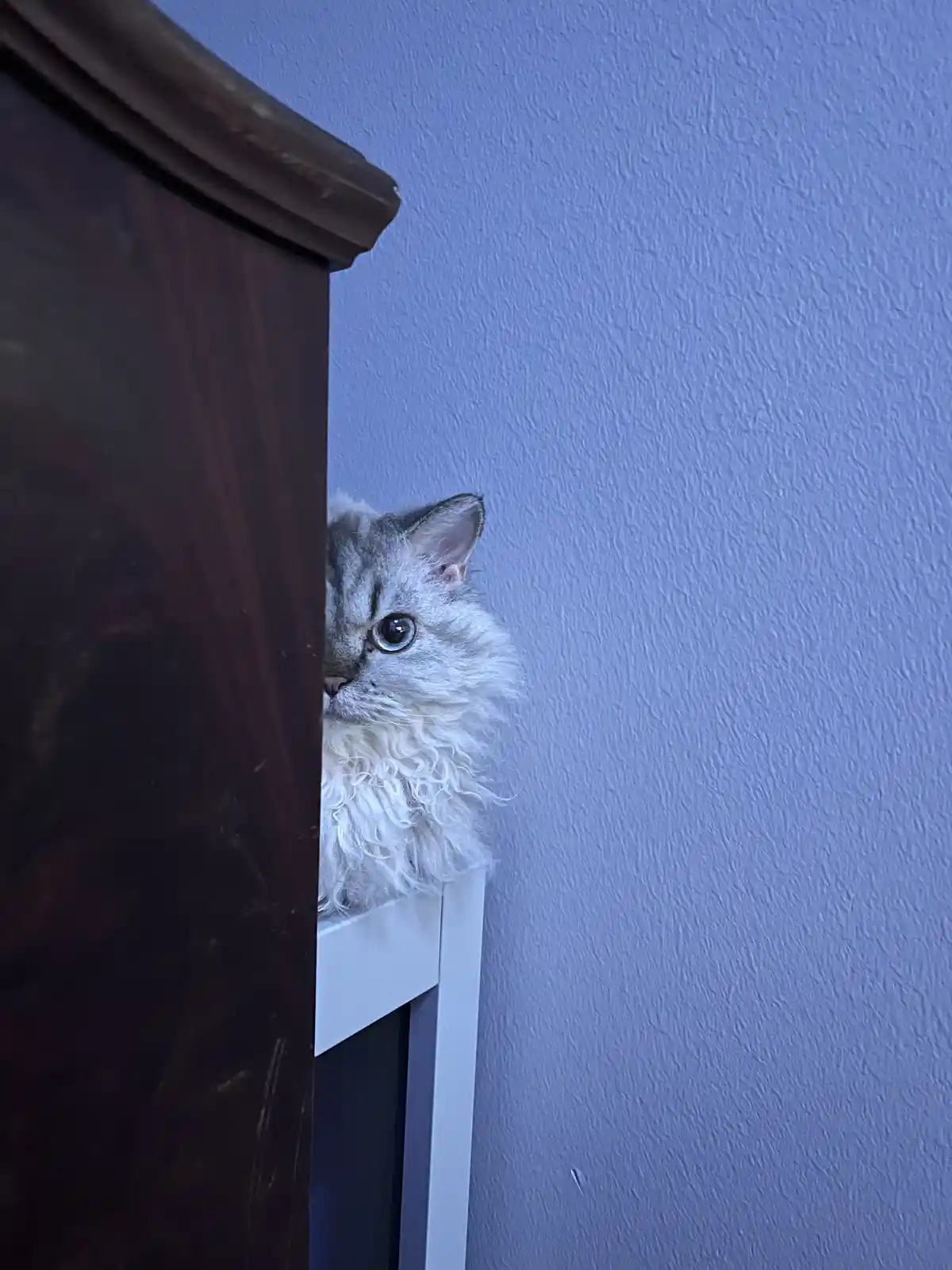 A fluffy, long-haired cat with striking blue eyes peeks cautiously from behind a dark wooden piece of furniture, its face…