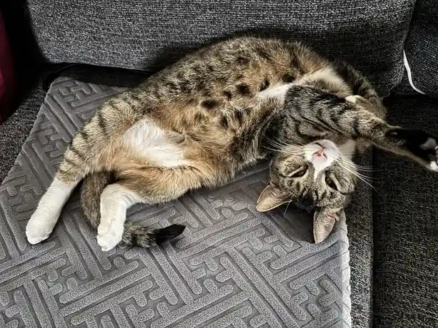 A tabby cat with white paws and chest is lying on its back on a grey patterned cushion on a dark grey couch, looking relaxed…
