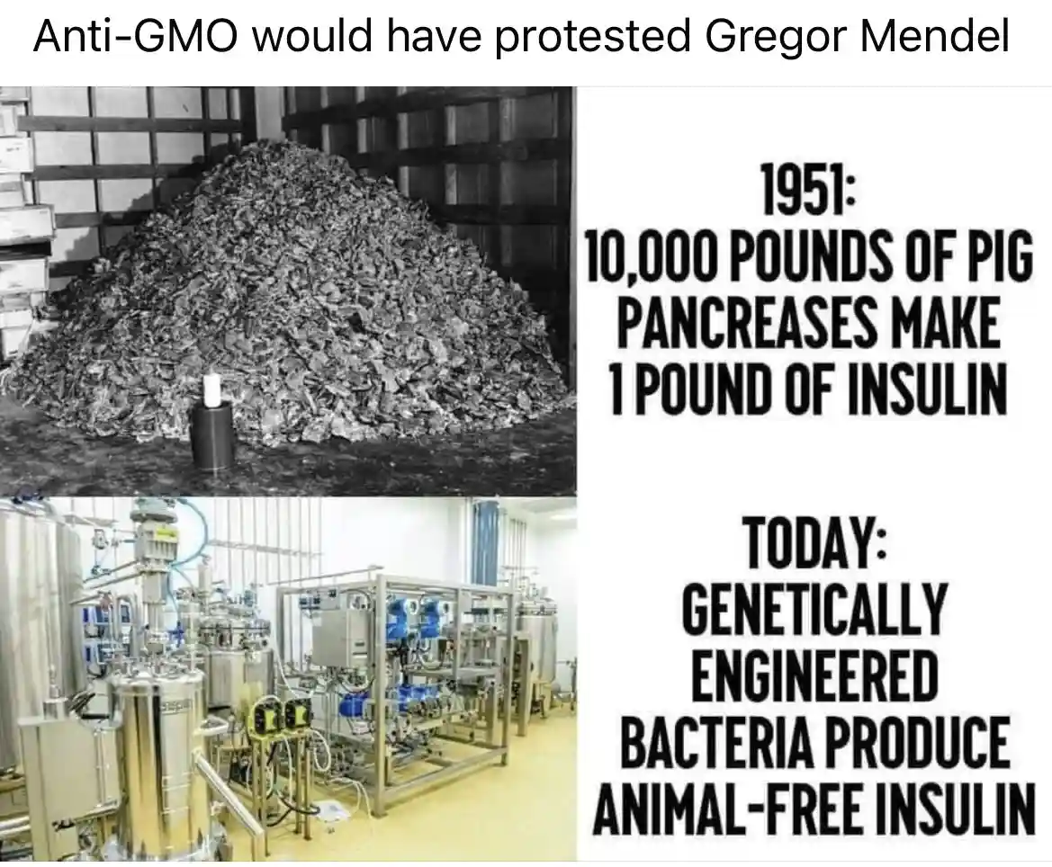 The image is split into two parts: the top left shows a large pile of pig pancreases next to a small insulin vial, while the…