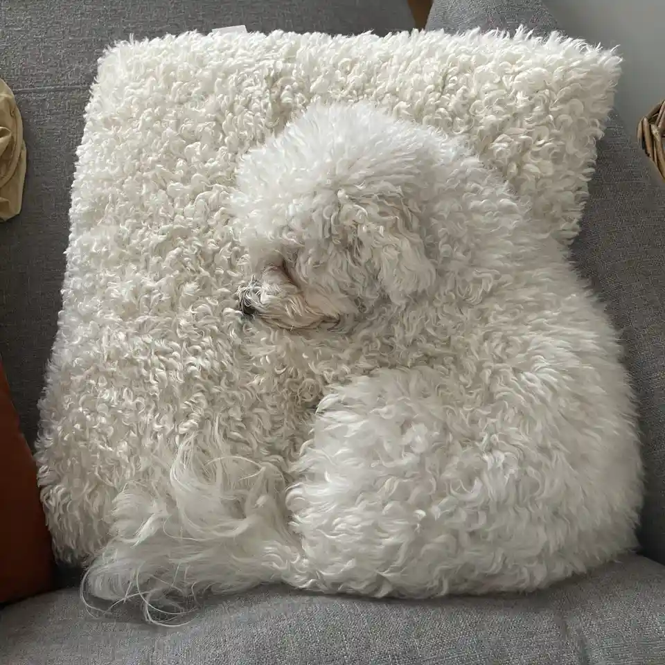 A fluffy white dog with curly fur is curled up asleep on a matching white, shaggy pillow, both blending together so…