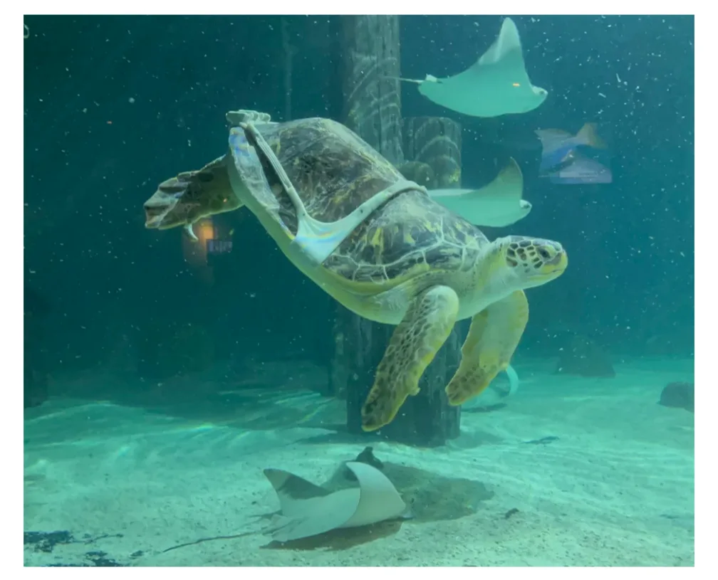 A sea turtle is swimming underwater in an aquarium, wearing a white bikini-style swimsuit with blue trim. Other stingrays…