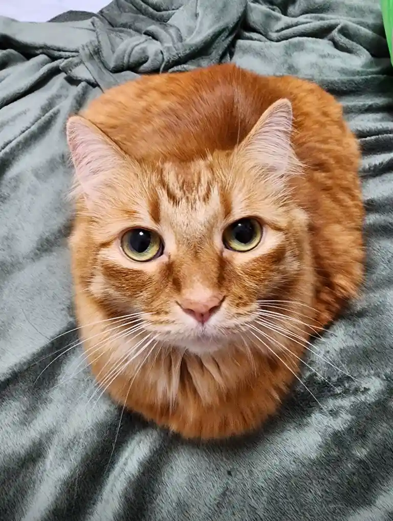 An orange tabby cat is curled into a tight, round ball on a gray, textured blanket, looking directly at the camera with…