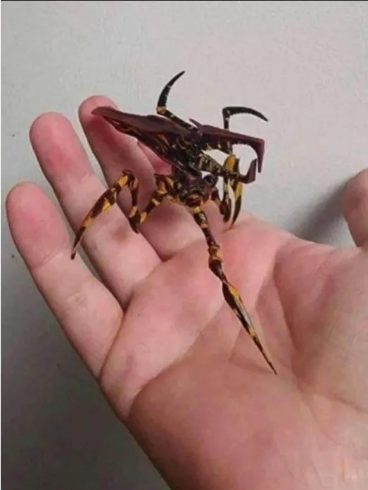 a person's open palm holds a large, ornate spider with a dark brown and yellow patterned body and long, pointed legs. The…