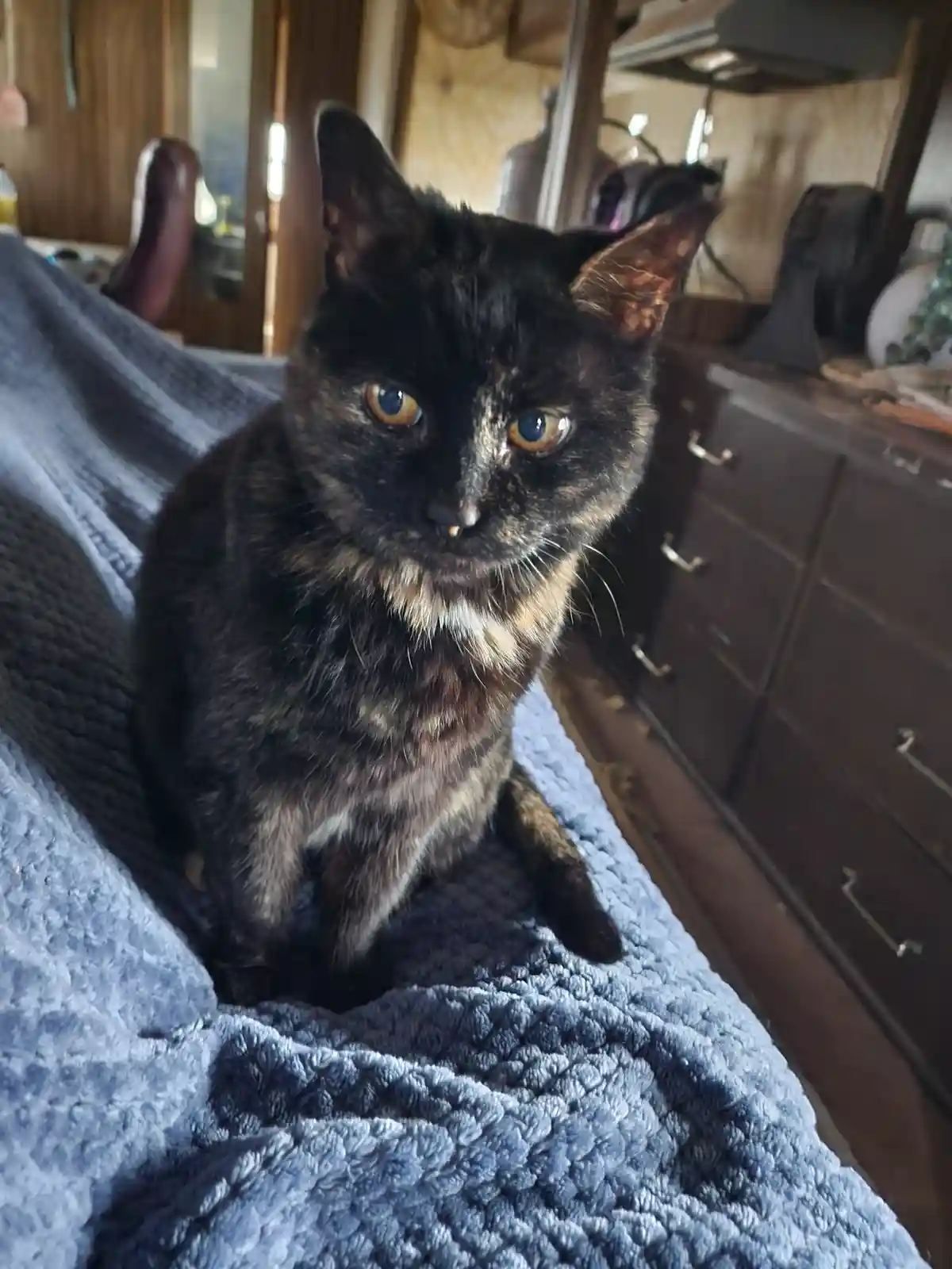 A tortoiseshell cat with striking amber eyes sits alertly on a textured blue blanket, looking directly at the camera with a…