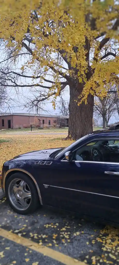 A dark blue luxury car is parked in a lot covered with yellow autumn leaves, with a large tree with yellow leaves in the…
