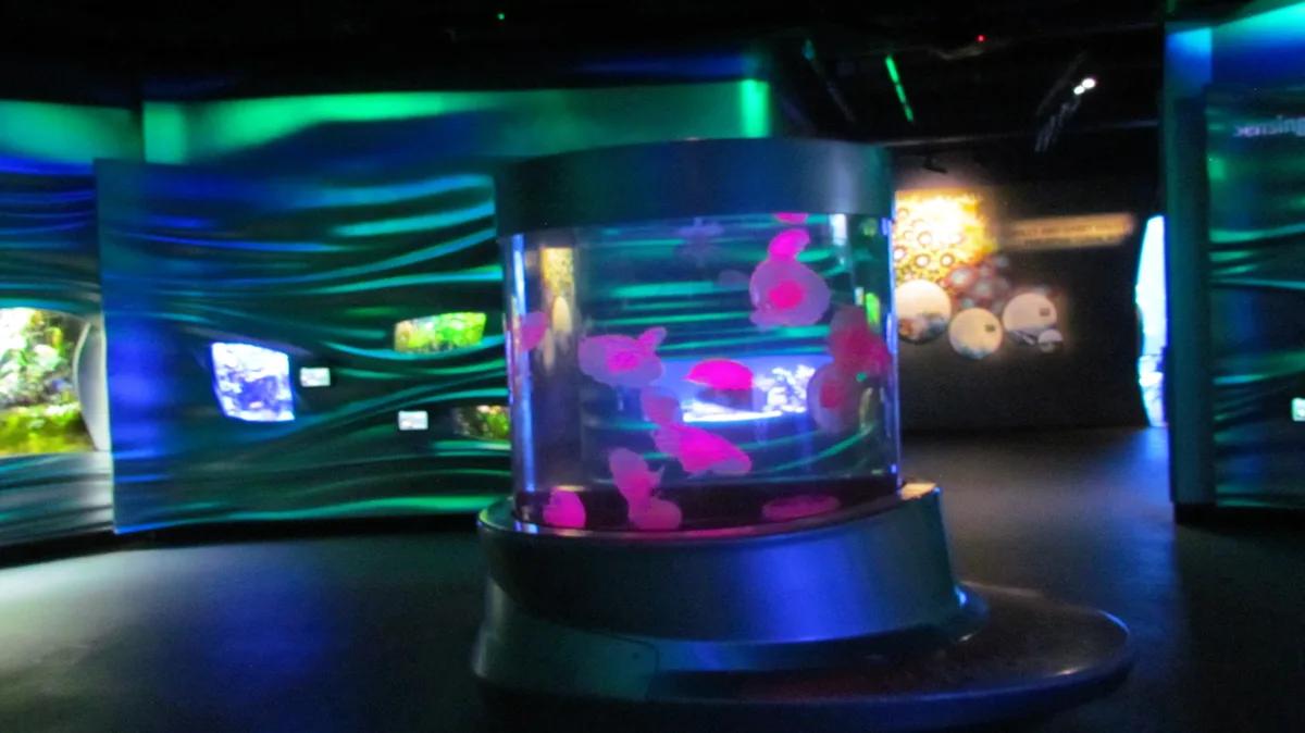 A cylindrical aquarium display in a dark, colorful exhibit space contains glowing pink jellyfish floating in water. The…