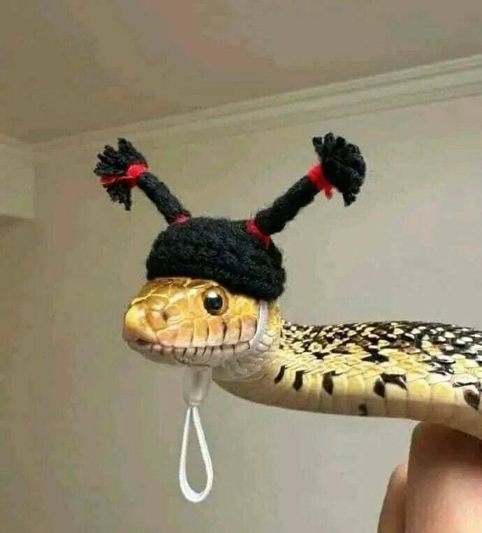 A close-up photo shows a snake with a black knitted hat featuring two red-tied pigtails, held by a person's finger. The…