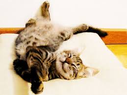 If only I could sleep as soundly as a cat, just once in my life.
