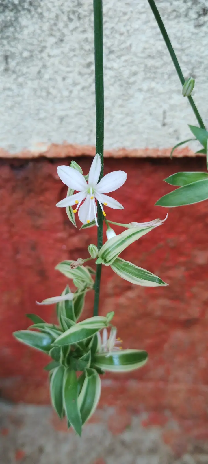 A close-up photo of a spider plant with variegated green and white leaves and a single white flower with yellow stamens, set…