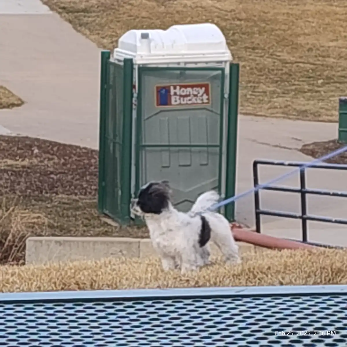 A small black-and-white dog on a leash stands on dry grass, facing a green and white portable toilet with a 'Honey Bucket'…