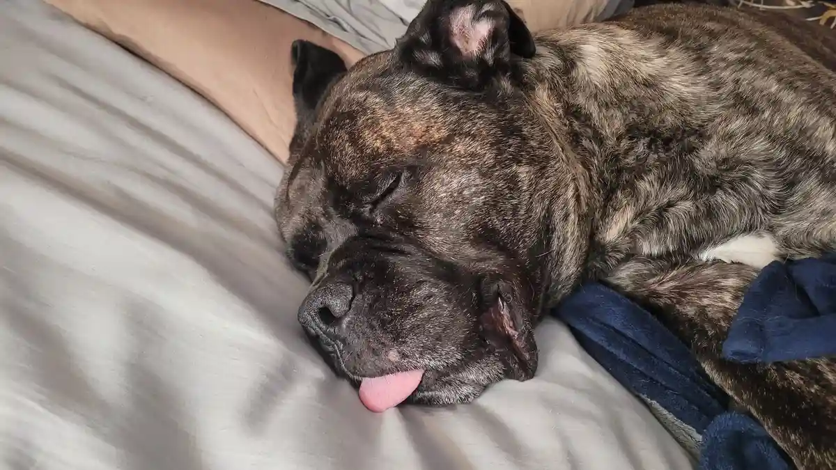 Came home to find my almost-10-year-old pup napping with his tongue out like a little puppy!