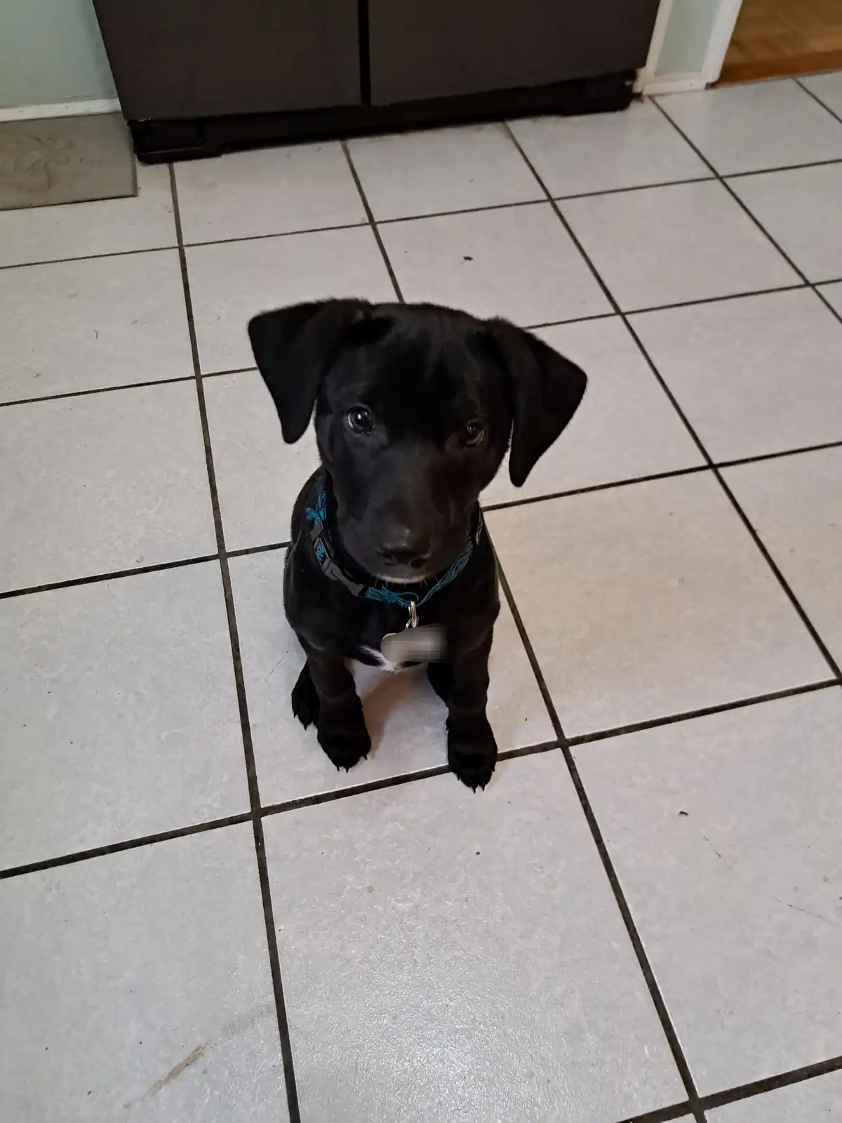 A small black puppy with floppy ears sits on a white tiled floor, looking up with big eyes, wearing a blue harness. The…