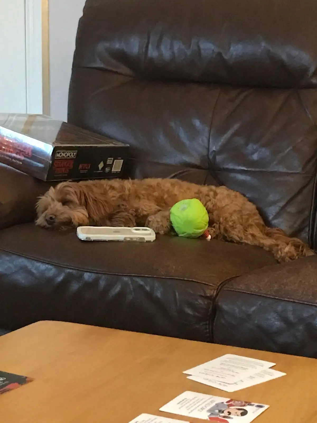 A brown, curly-haired dog is sleeping soundly on a dark brown leather couch, with a bright green ball tucked under its body…