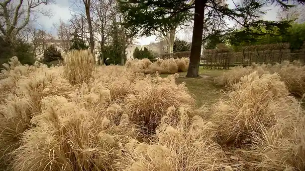 A photo of tall, feathery, beige ornamental grasses in a park, with trees and buildings in the background. The image has…