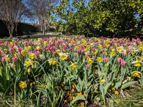 A vibrant garden scene filled with pink tulips, yellow daffodils, and purple pansies under a clear blue sky, with trees and…