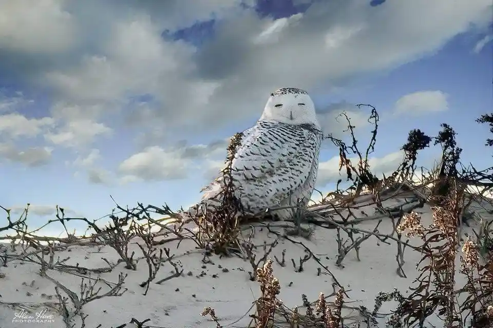 A snowy owl perched on a snowy dune with dry vegetation, looking directly at the camera with a calm, unbothered expression…