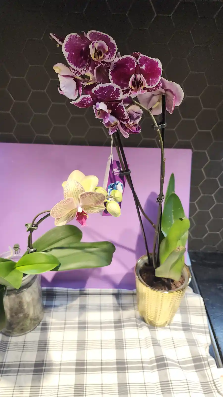 Two potted orchids sit on a plaid cloth against a purple wall and dark hexagonal tile background. The taller orchid in a…