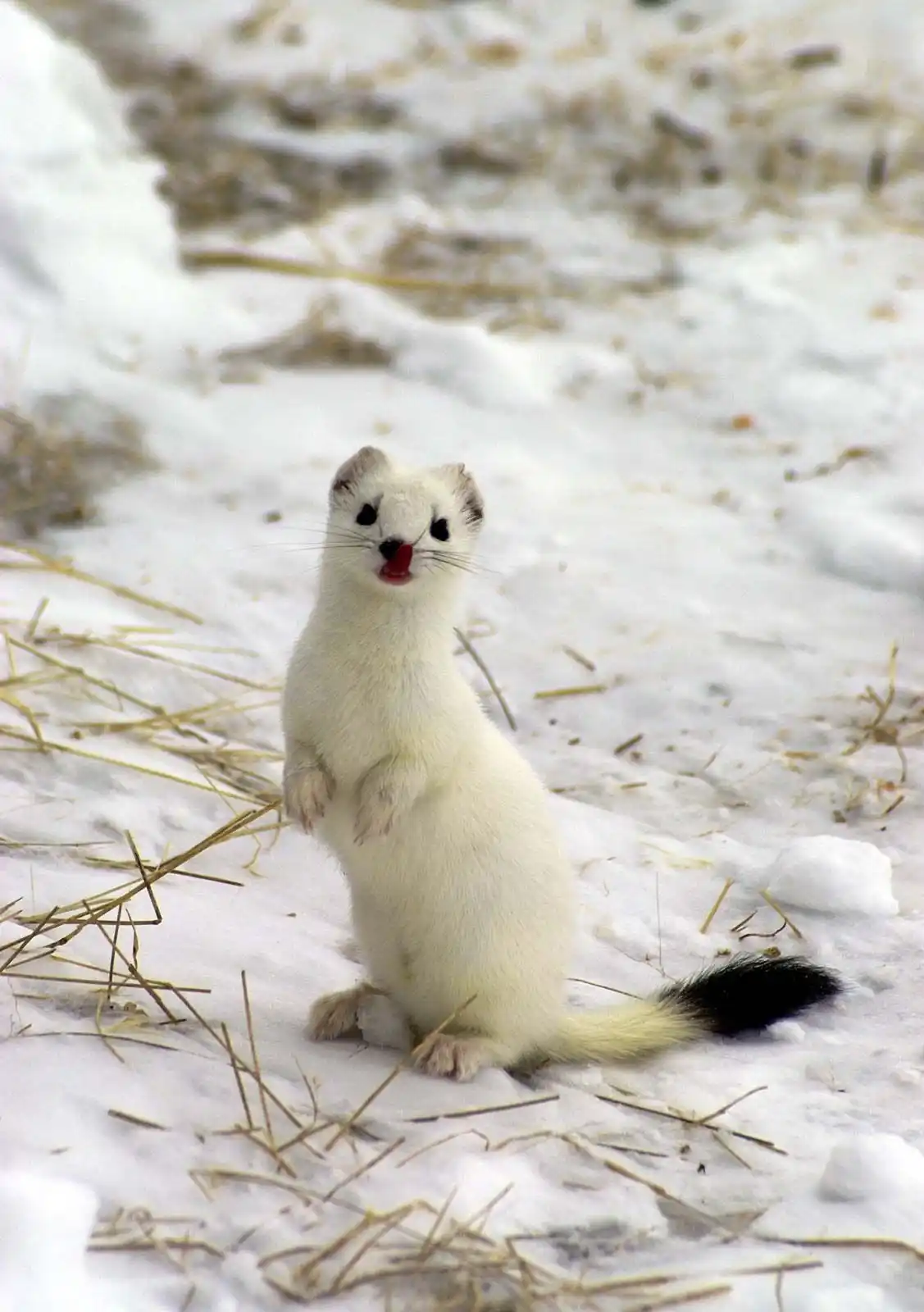 A white weasel stands upright in a snowy field with dry grass poking through, its black-tipped tail visible, and its mouth…