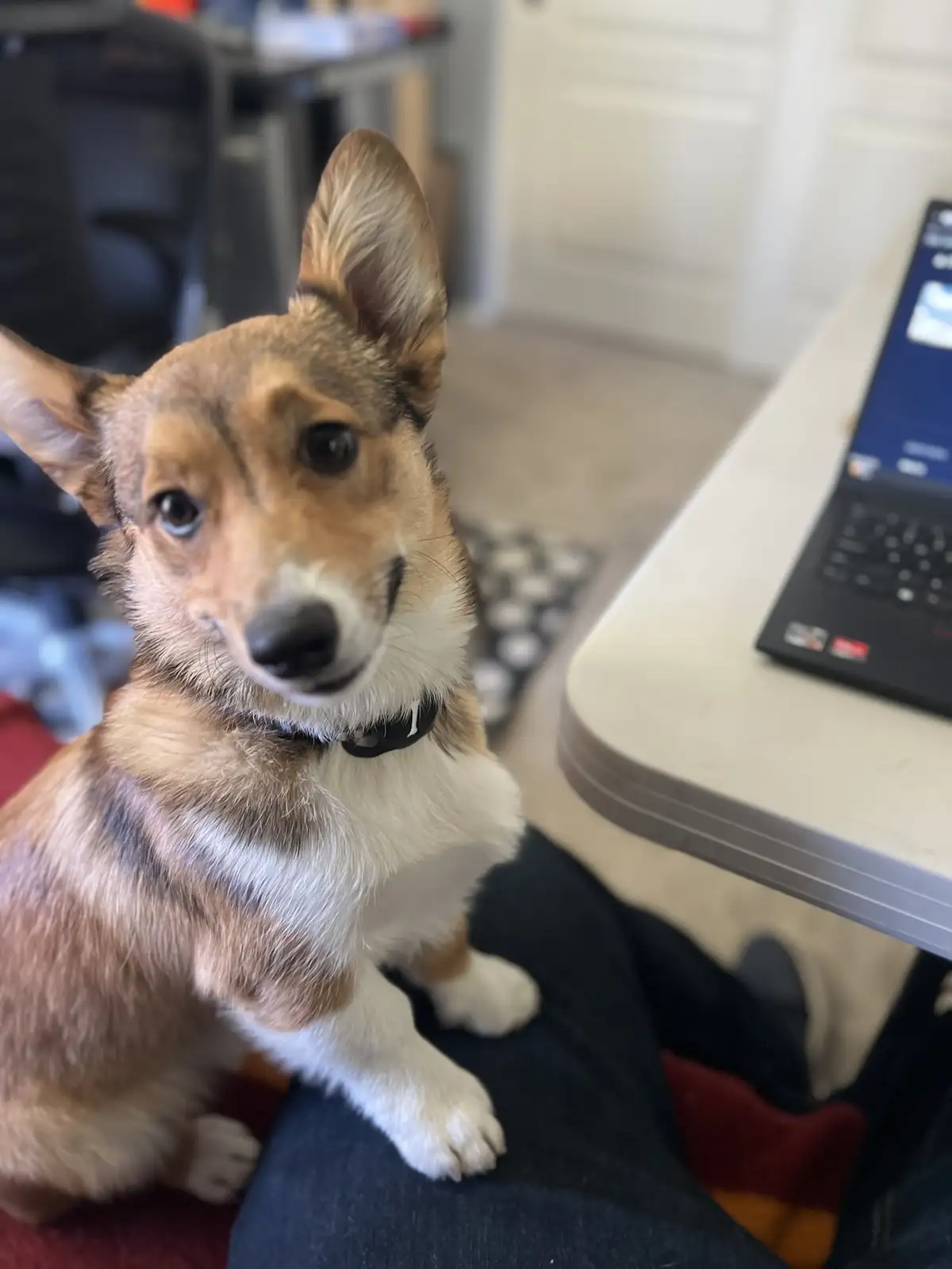 A tan and white corgi with large upright ears sits attentively on a person's lap, looking directly at the camera with wide…