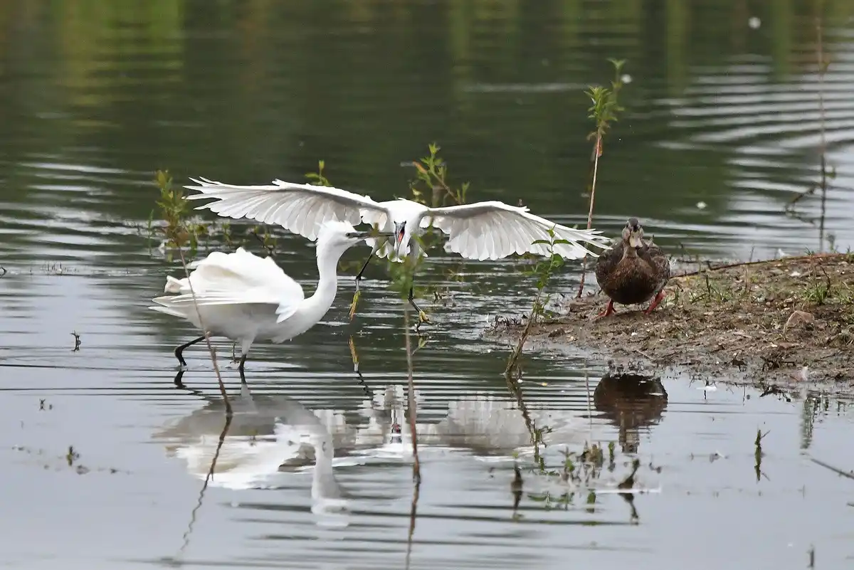 Two white egrets are standing in shallow water, facing each other with wings spread wide as if in a standoff, while a brown…