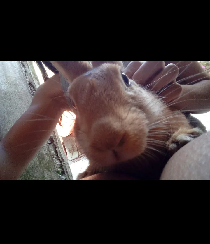 A close-up photo of a light brown rabbit being held by a person, looking directly at the camera with one eye visible. The…