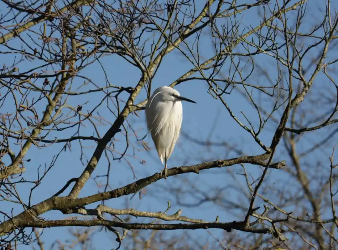 A white egret perched on a bare tree branch against a clear blue sky, looking downward with a calm expression. The overlaid…