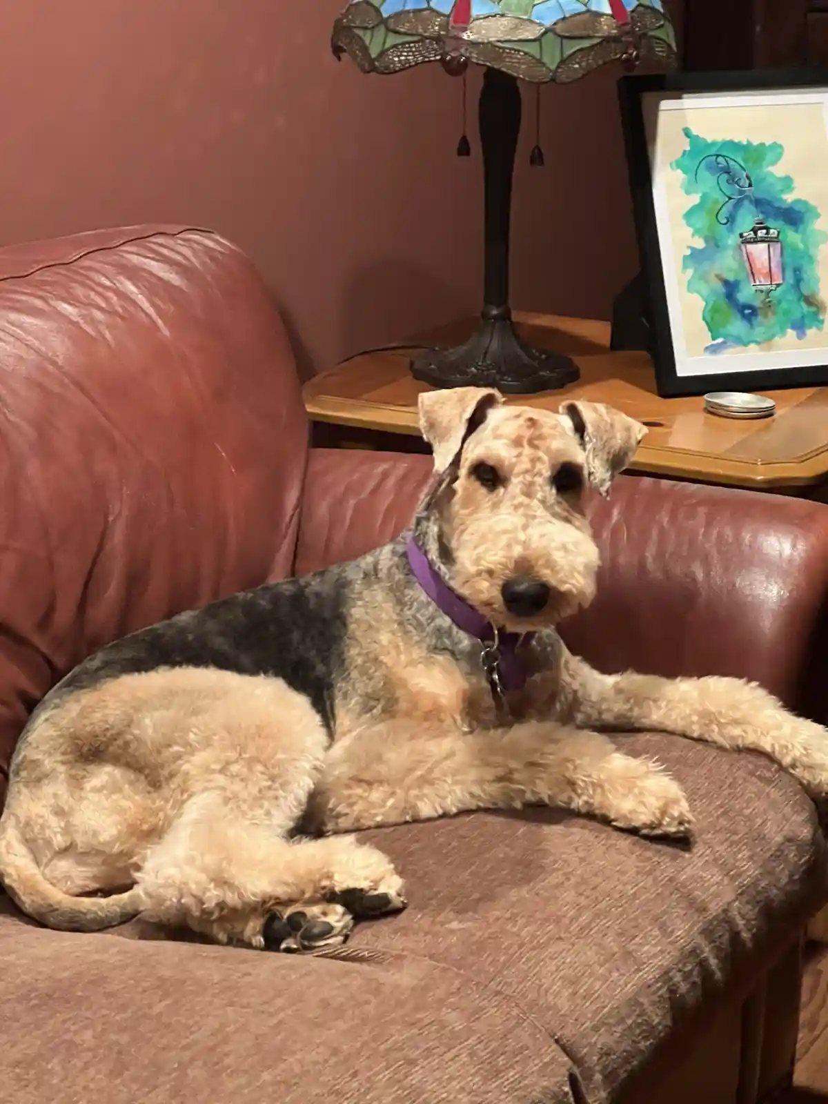 A scruffy Airedale Terrier with a purple collar lounges regally on a brown leather couch, looking directly at the camera…