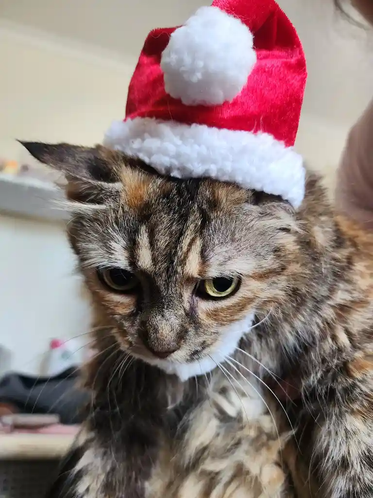 A Merry Christmas Greeting from Sparrow, aka Spazzle