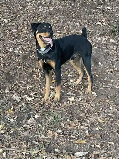 A black and tan dog with a happy, panting expression stands on a dirt path covered in dry leaves. The dog wears a collar and…