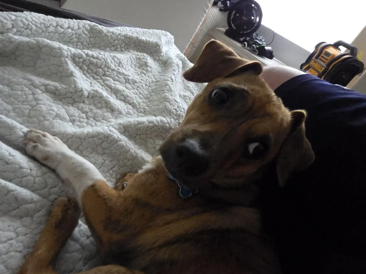 A brown and white dog lies on a white textured blanket, looking up with one eye wide open and the other squinted, appearing…