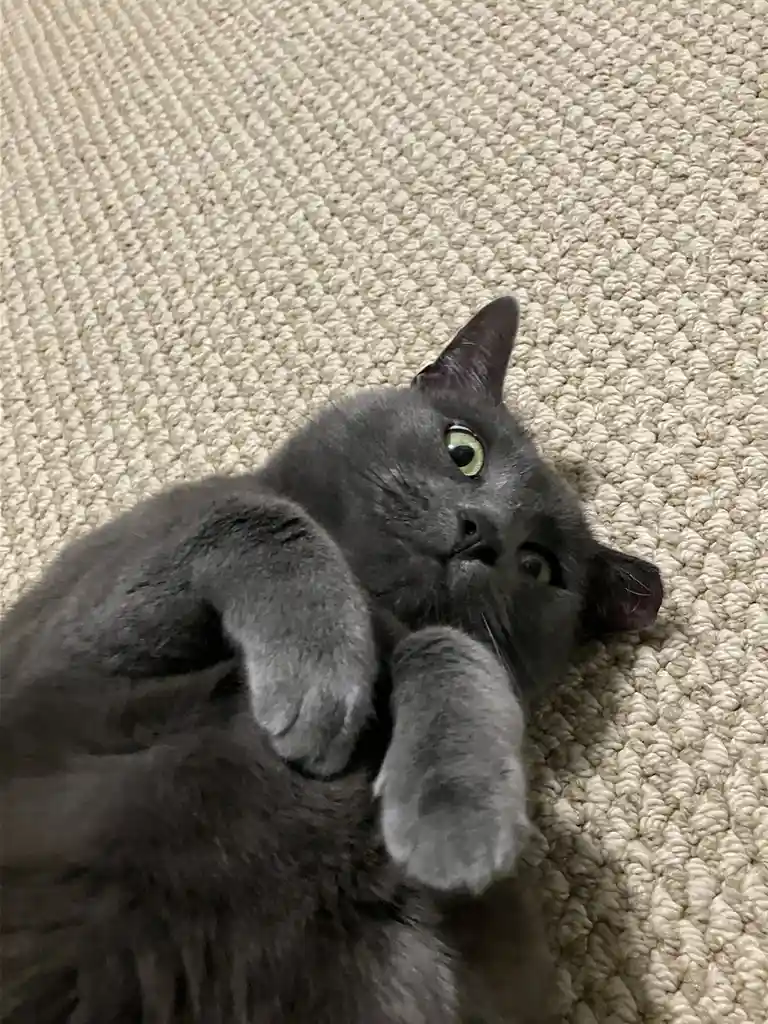 A gray cat with green eyes lies on its back on a beige carpet, looking up with a relaxed expression, its front paws raised…